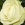 White Rose