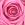 Pink Rose