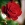 Red Rose