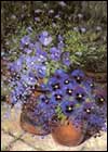 Jordan, M
Patio Pansies I