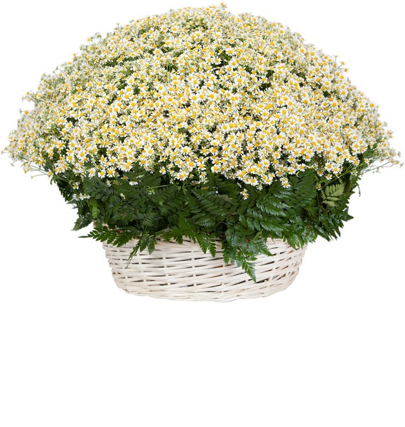 

Композиция "Ромашковое облако"